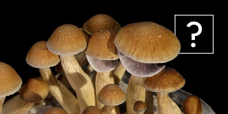 Todo Sobre Las Setas Psilocybe Cubensis - Zamnesia